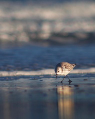 A sandpiper on the beach at South Padre Isand.