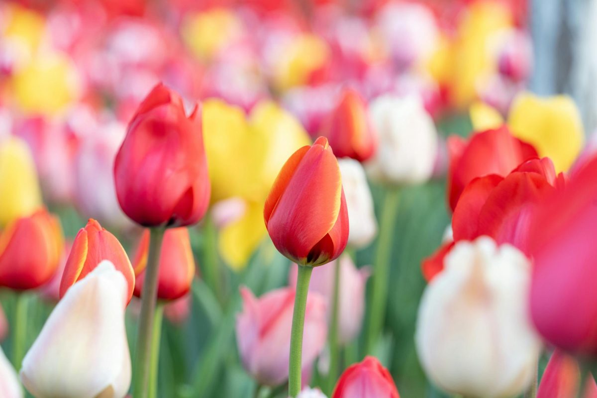 Photo of Vibrant Spring Tulip Field Blooming Outdoors from pexels.com